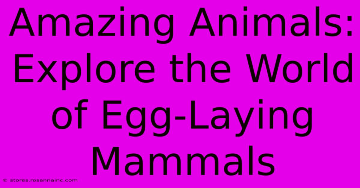 Amazing Animals:  Explore The World Of Egg-Laying Mammals