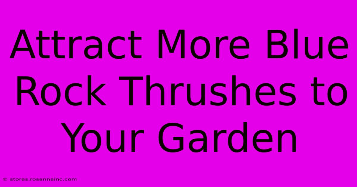 Attract More Blue Rock Thrushes To Your Garden