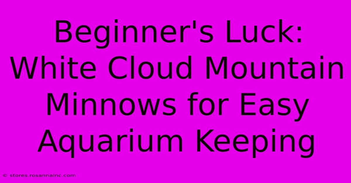 Beginner's Luck: White Cloud Mountain Minnows For Easy Aquarium Keeping