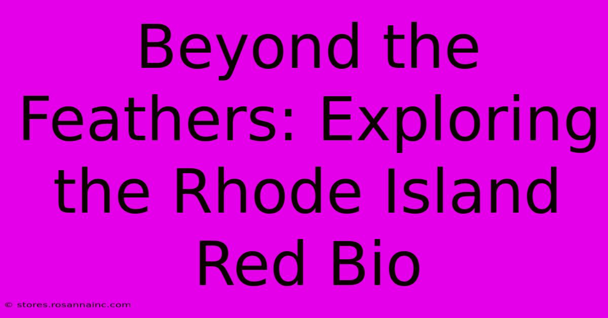 Beyond The Feathers: Exploring The Rhode Island Red Bio