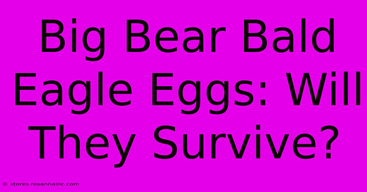 Big Bear Bald Eagle Eggs: Will They Survive?