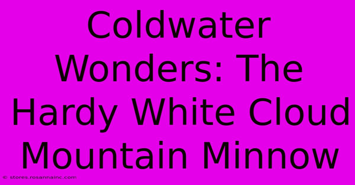 Coldwater Wonders: The Hardy White Cloud Mountain Minnow