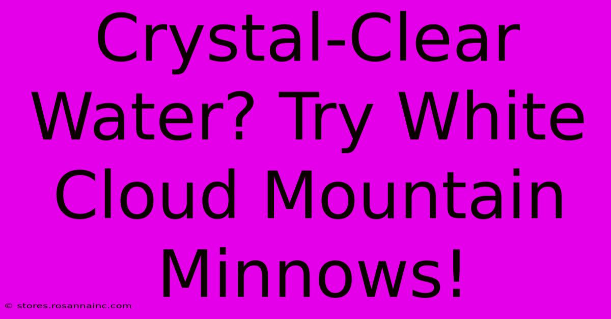 Crystal-Clear Water? Try White Cloud Mountain Minnows!