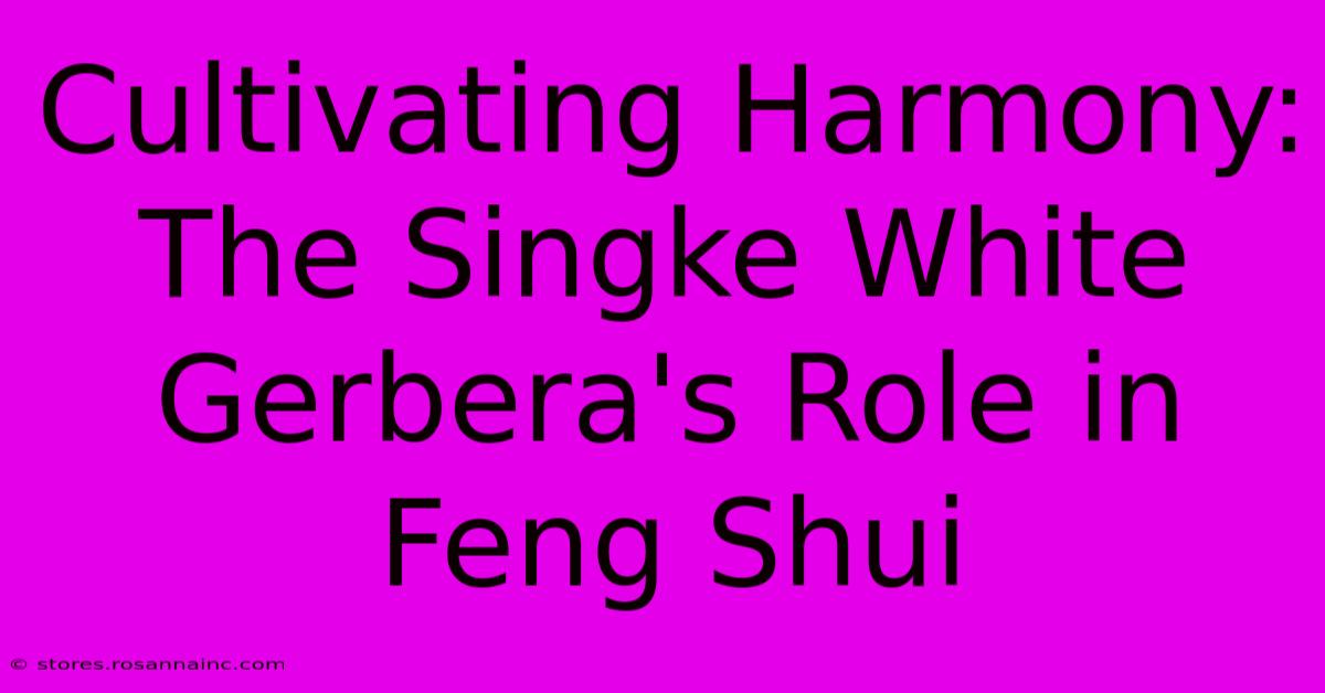 Cultivating Harmony: The Singke White Gerbera's Role In Feng Shui