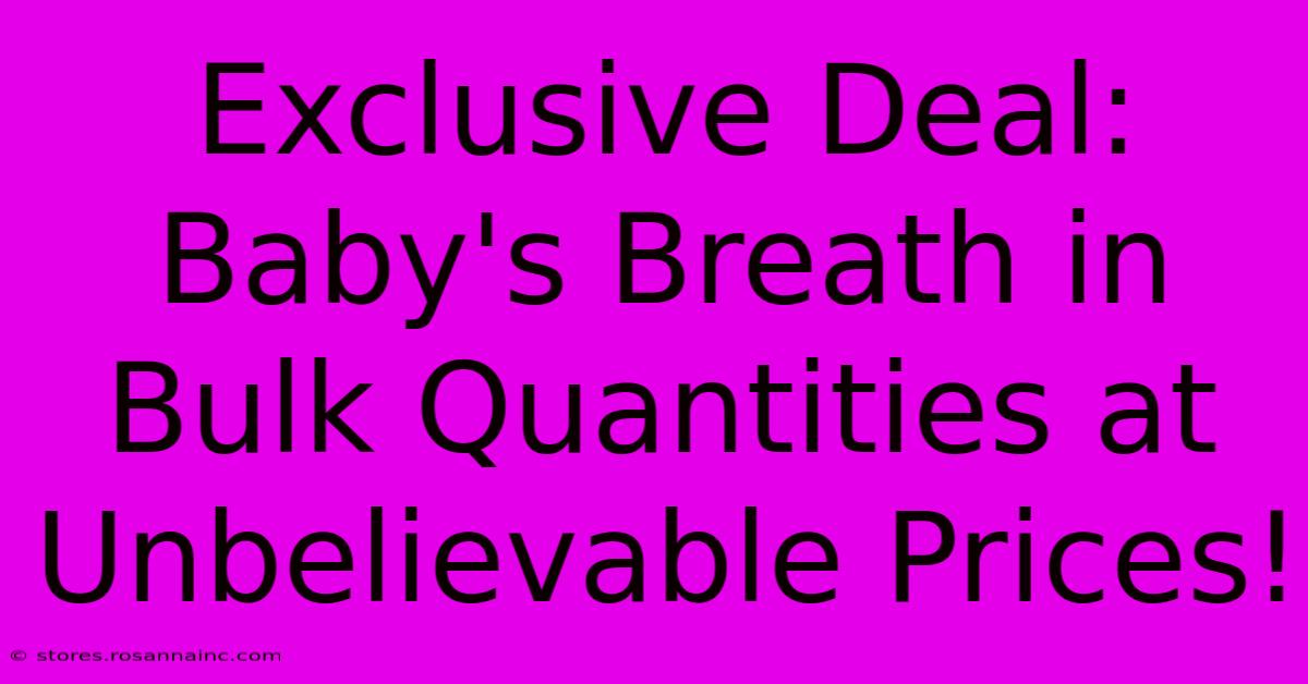 Exclusive Deal: Baby's Breath In Bulk Quantities At Unbelievable Prices!