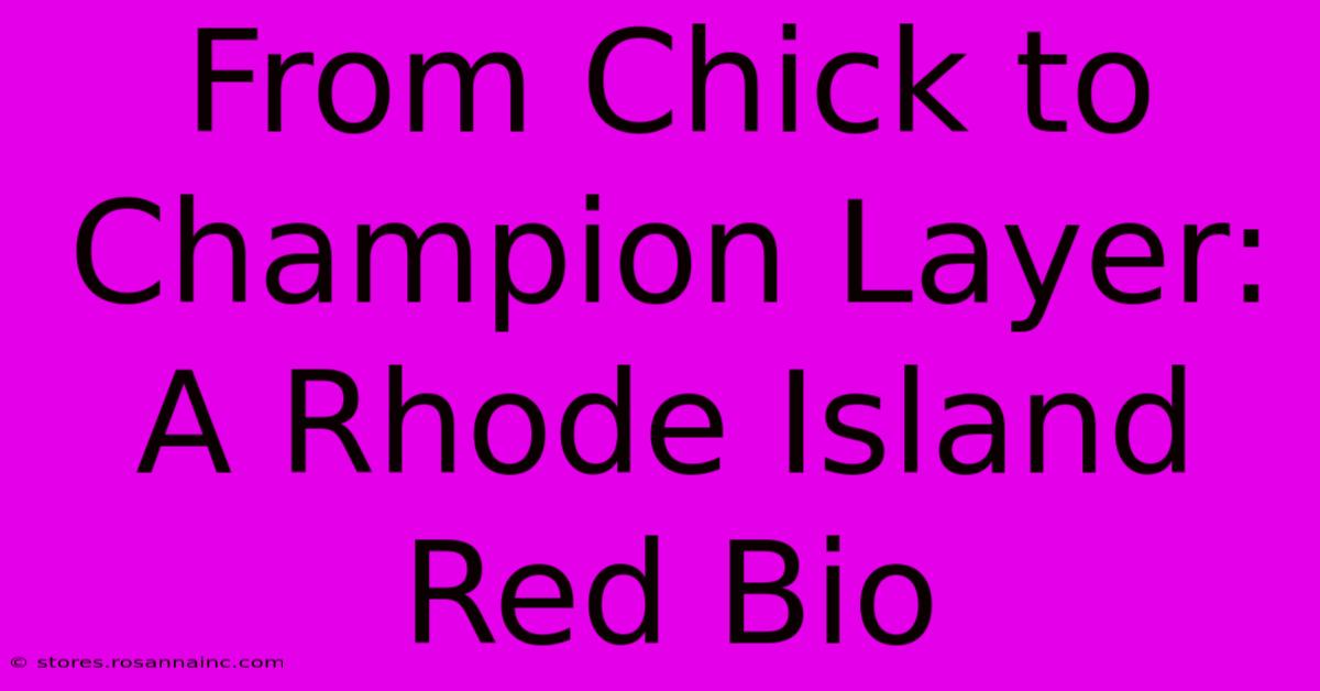 From Chick To Champion Layer: A Rhode Island Red Bio