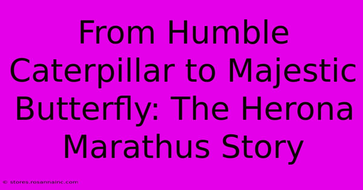 From Humble Caterpillar To Majestic Butterfly: The Herona Marathus Story