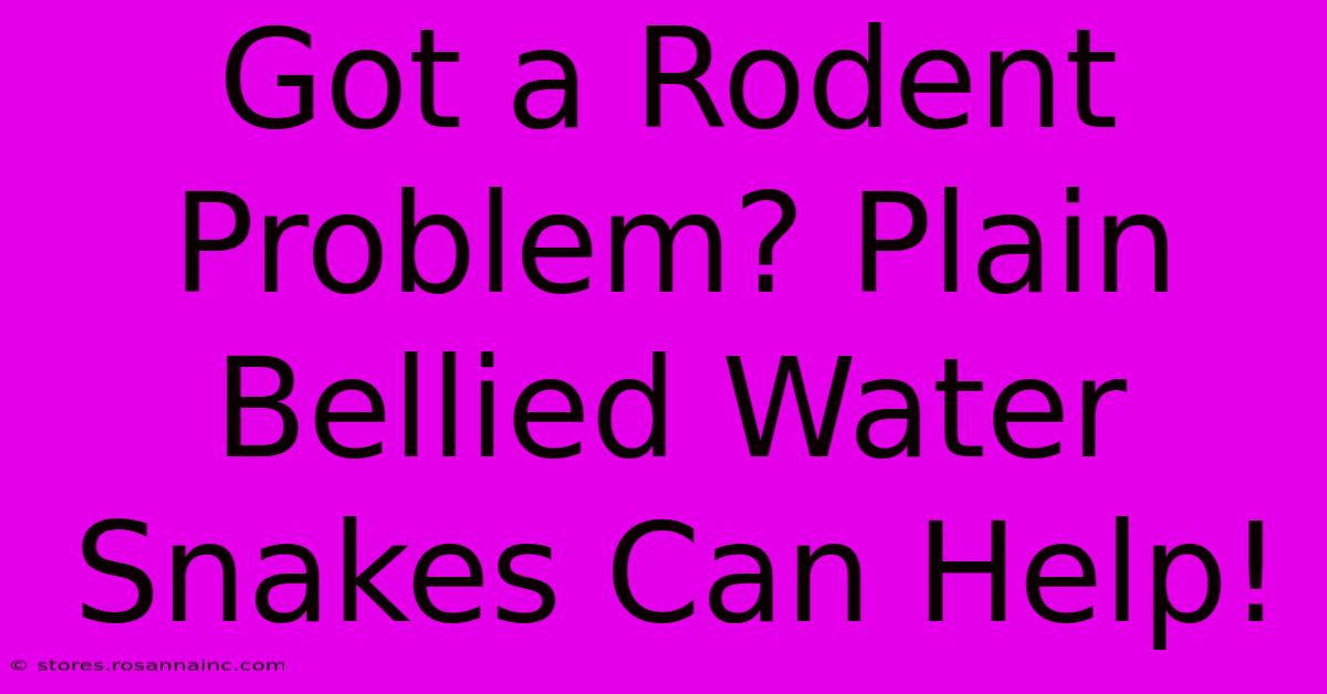 Got A Rodent Problem? Plain Bellied Water Snakes Can Help!