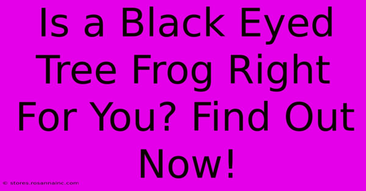 Is A Black Eyed Tree Frog Right For You? Find Out Now!