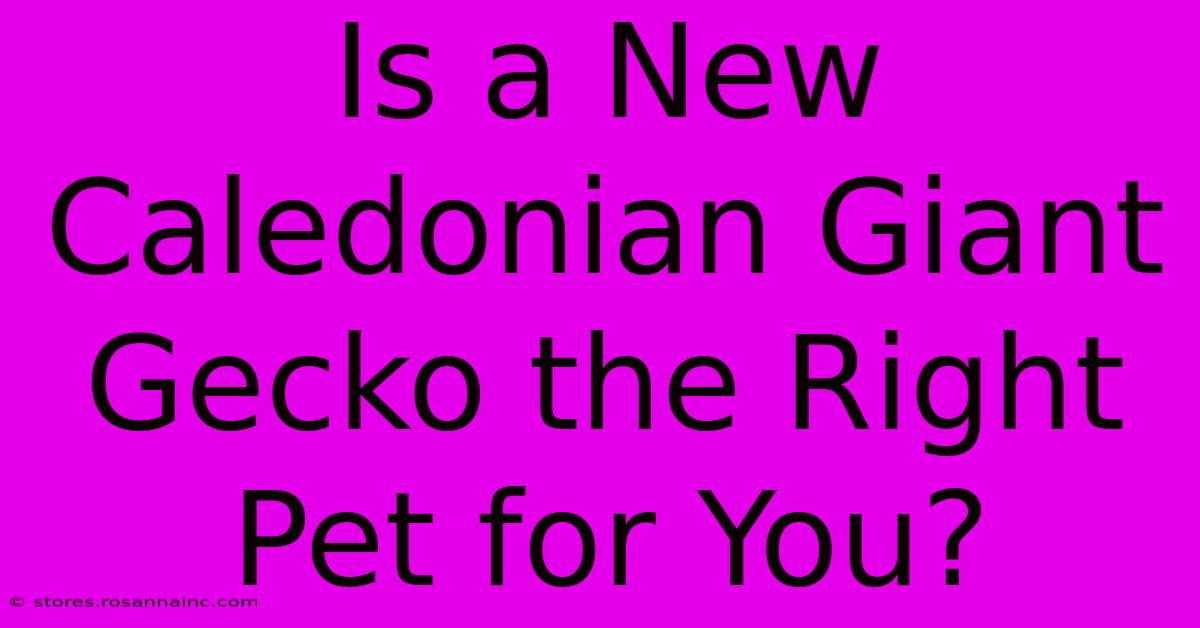 Is A New Caledonian Giant Gecko The Right Pet For You?