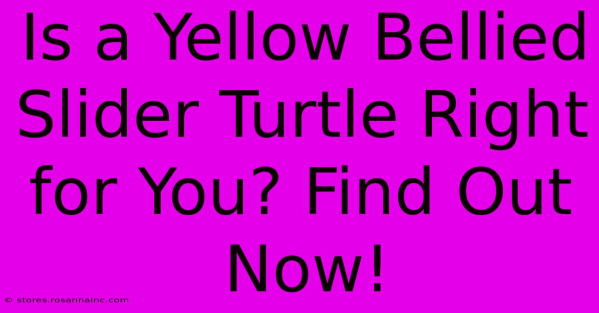 Is A Yellow Bellied Slider Turtle Right For You? Find Out Now!