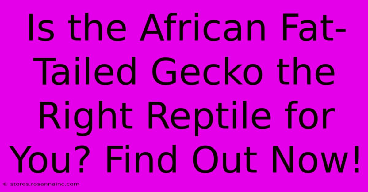 Is The African Fat-Tailed Gecko The Right Reptile For You? Find Out Now!