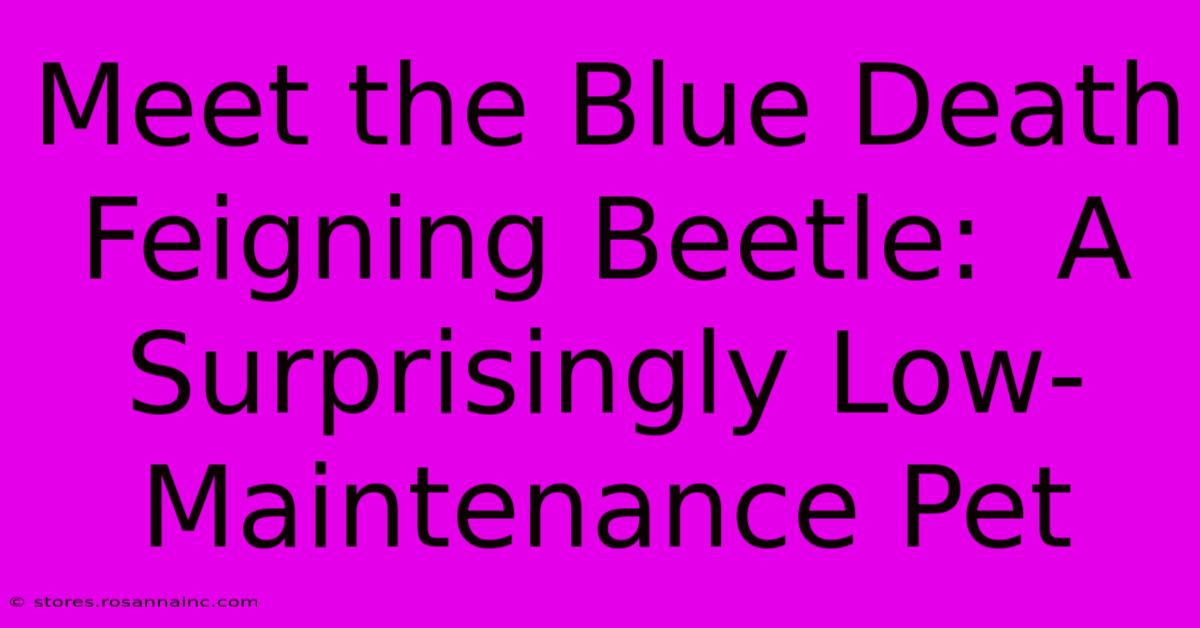 Meet The Blue Death Feigning Beetle:  A Surprisingly Low-Maintenance Pet