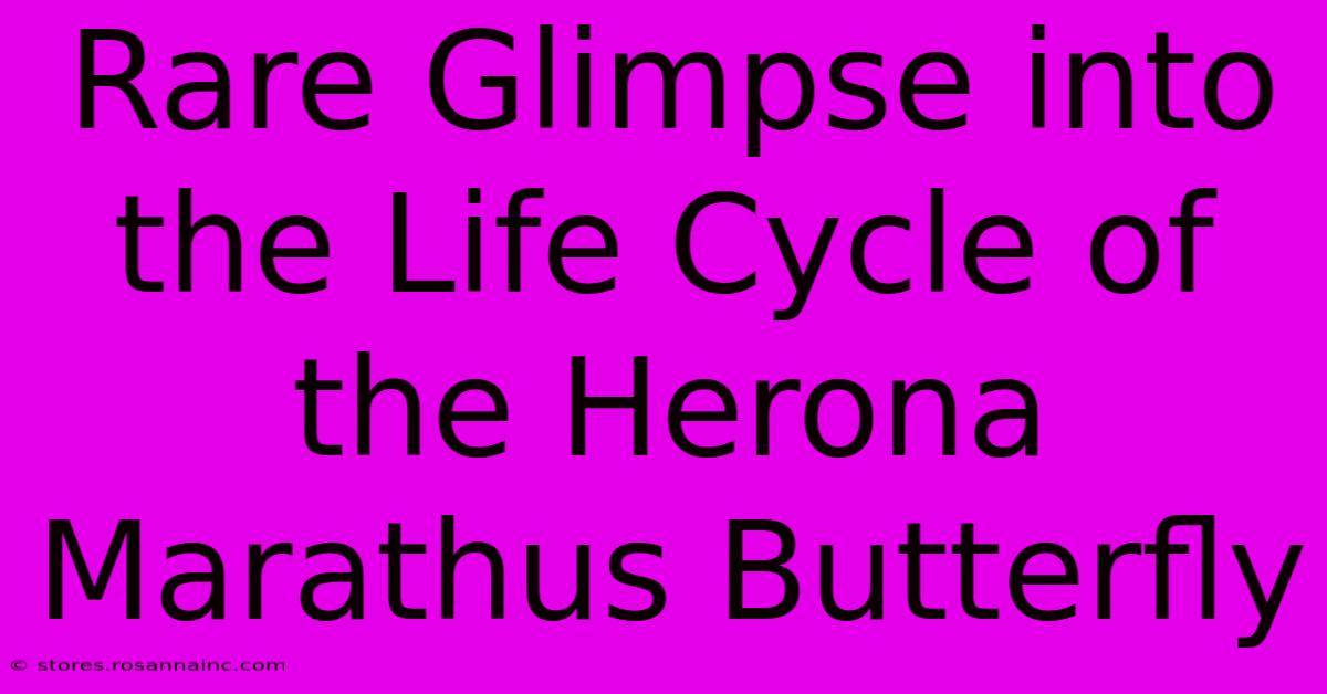 Rare Glimpse Into The Life Cycle Of The Herona Marathus Butterfly