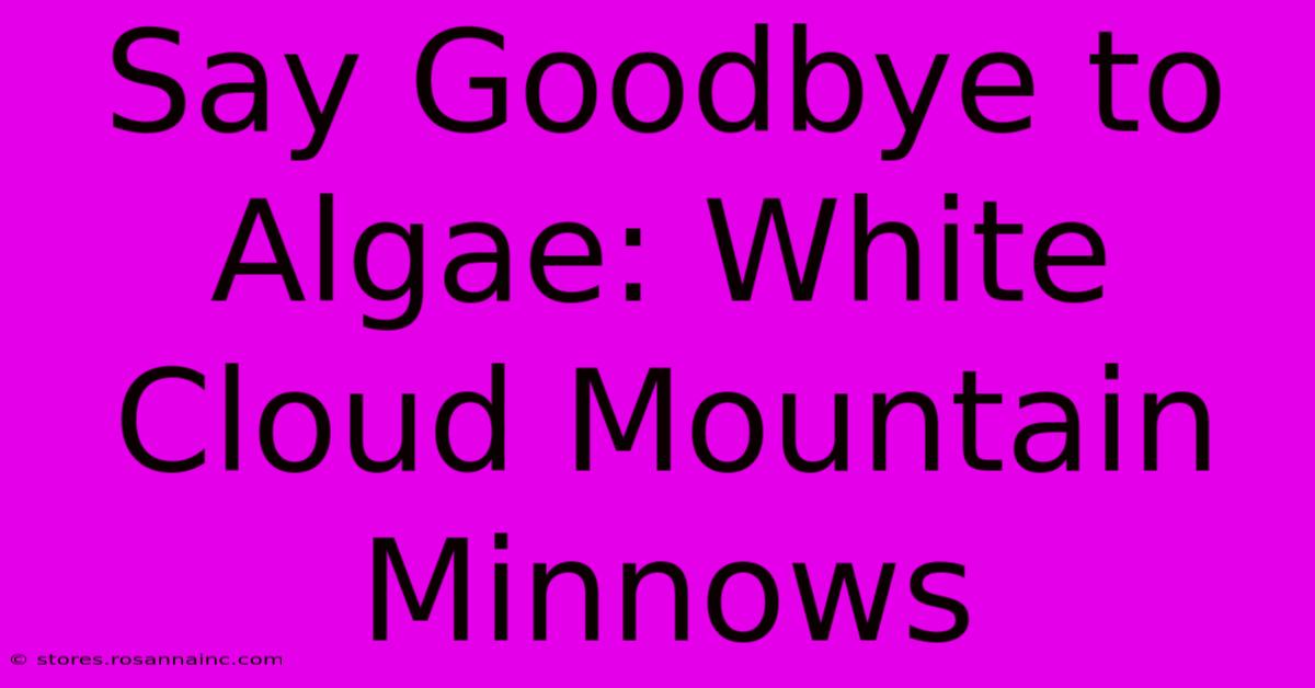 Say Goodbye To Algae: White Cloud Mountain Minnows