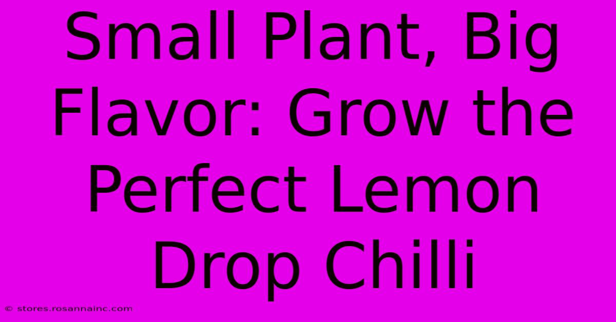 Small Plant, Big Flavor: Grow The Perfect Lemon Drop Chilli