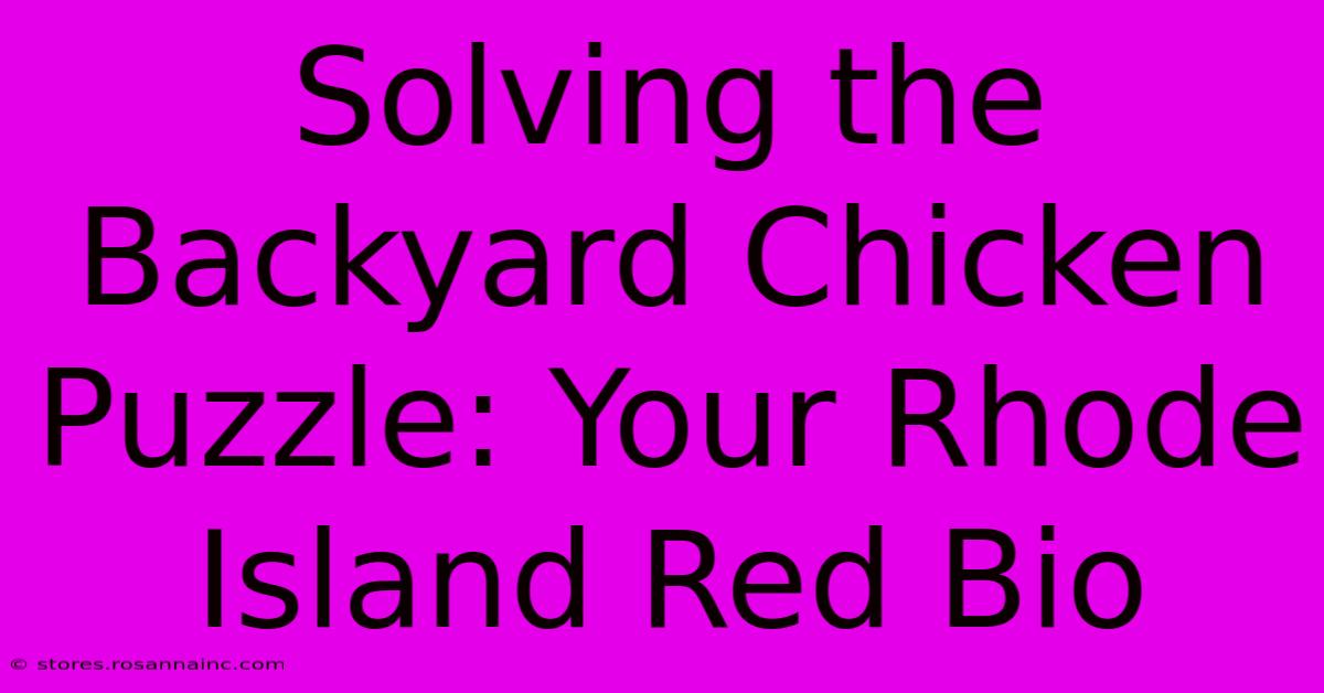 Solving The Backyard Chicken Puzzle: Your Rhode Island Red Bio