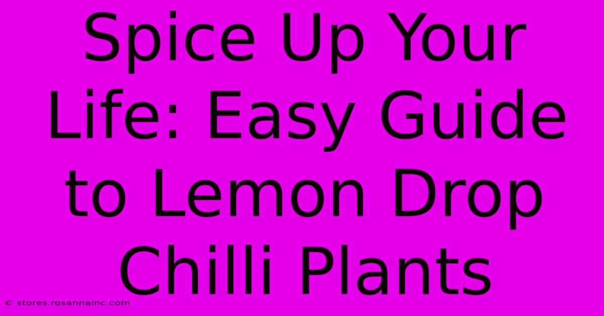 Spice Up Your Life: Easy Guide To Lemon Drop Chilli Plants