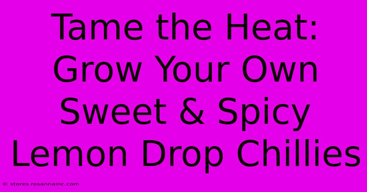 Tame The Heat: Grow Your Own Sweet & Spicy Lemon Drop Chillies