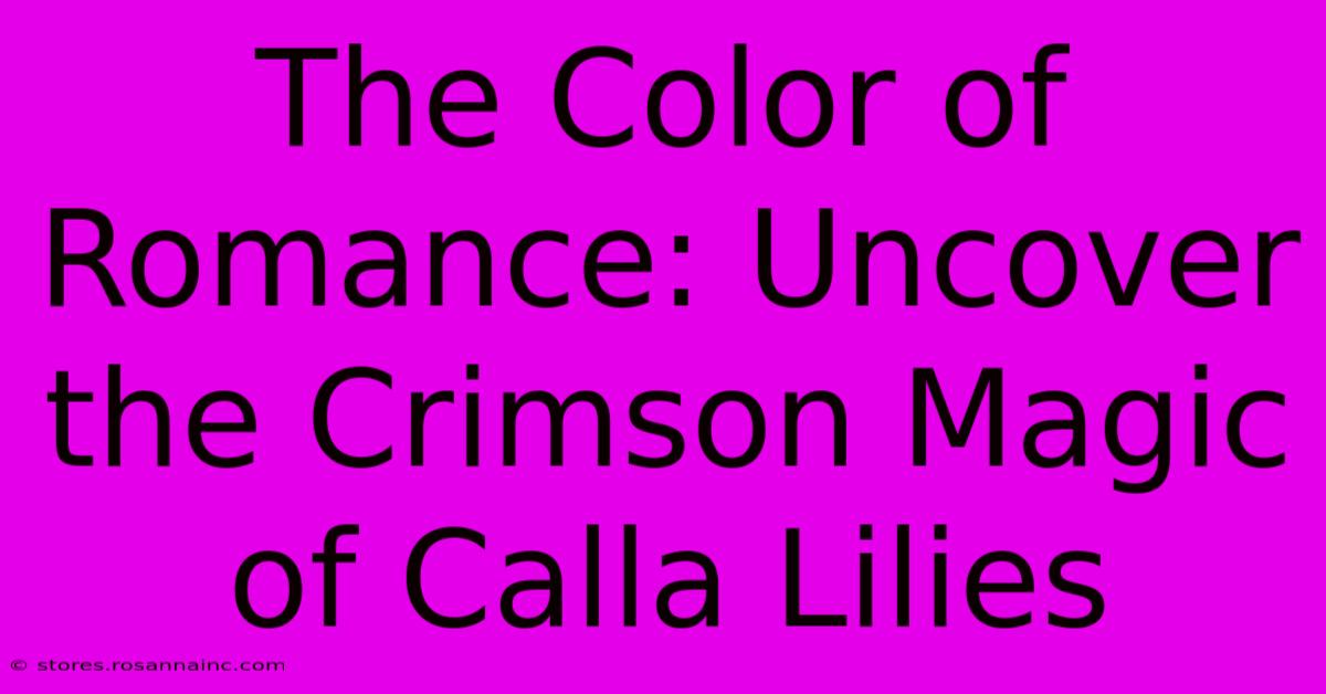 The Color Of Romance: Uncover The Crimson Magic Of Calla Lilies