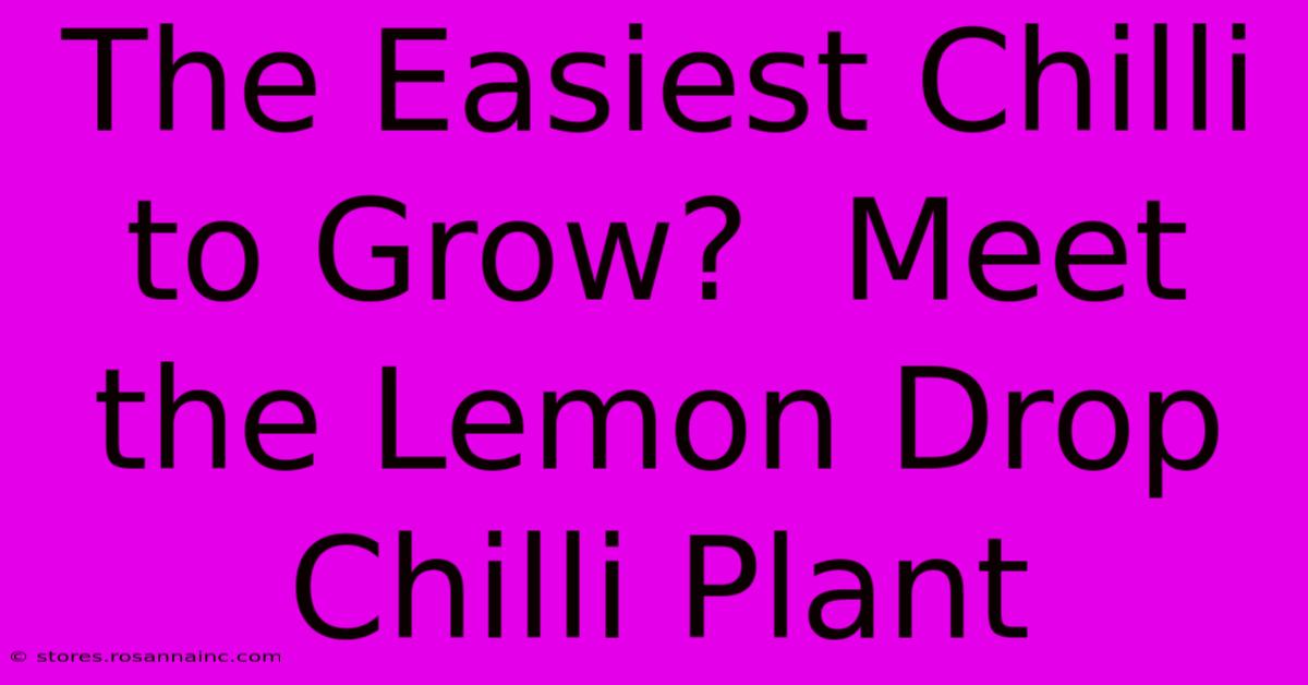 The Easiest Chilli To Grow?  Meet The Lemon Drop Chilli Plant