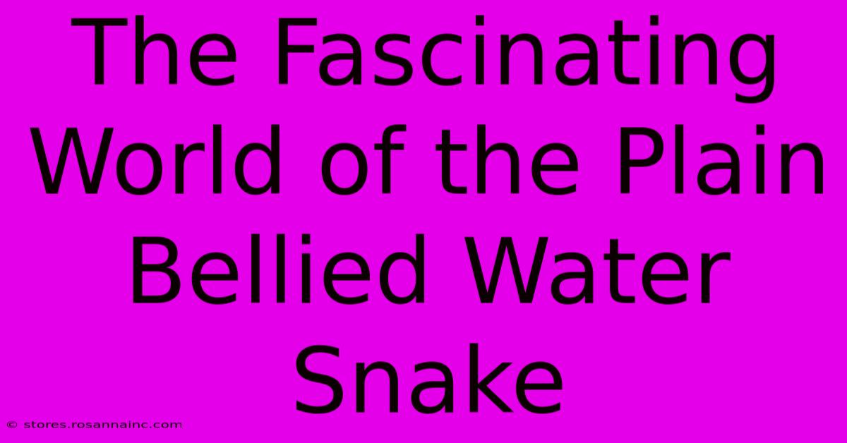 The Fascinating World Of The Plain Bellied Water Snake