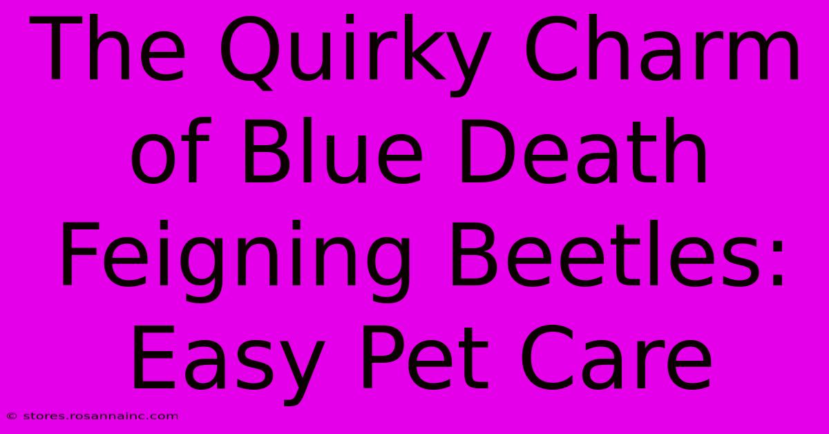 The Quirky Charm Of Blue Death Feigning Beetles: Easy Pet Care