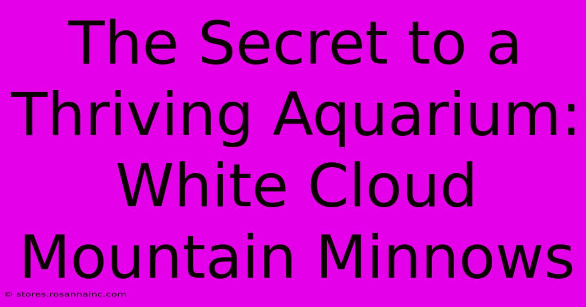 The Secret To A Thriving Aquarium: White Cloud Mountain Minnows