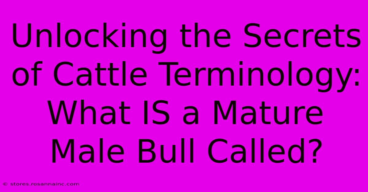 Unlocking The Secrets Of Cattle Terminology: What IS A Mature Male Bull Called?