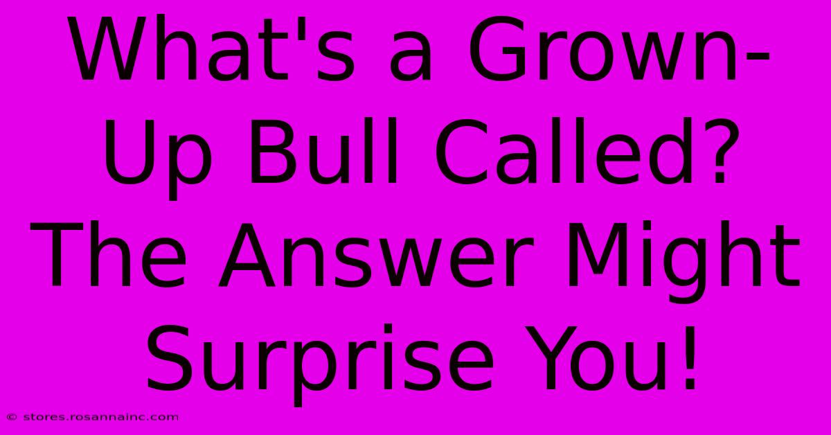 What's A Grown-Up Bull Called? The Answer Might Surprise You!