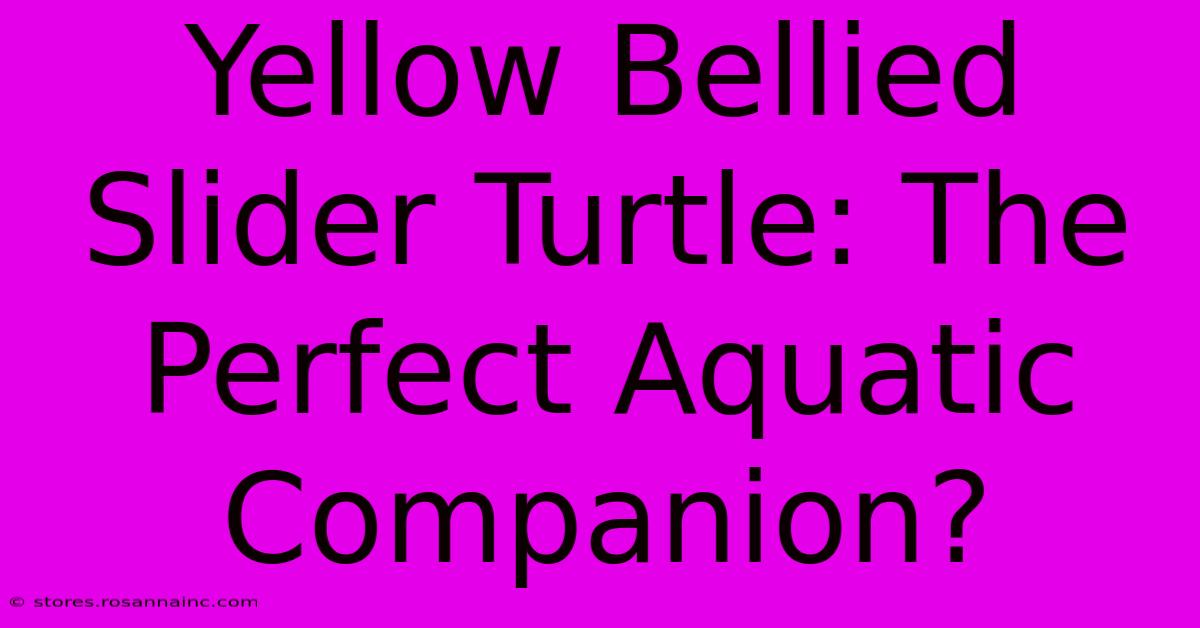 Yellow Bellied Slider Turtle: The Perfect Aquatic Companion?